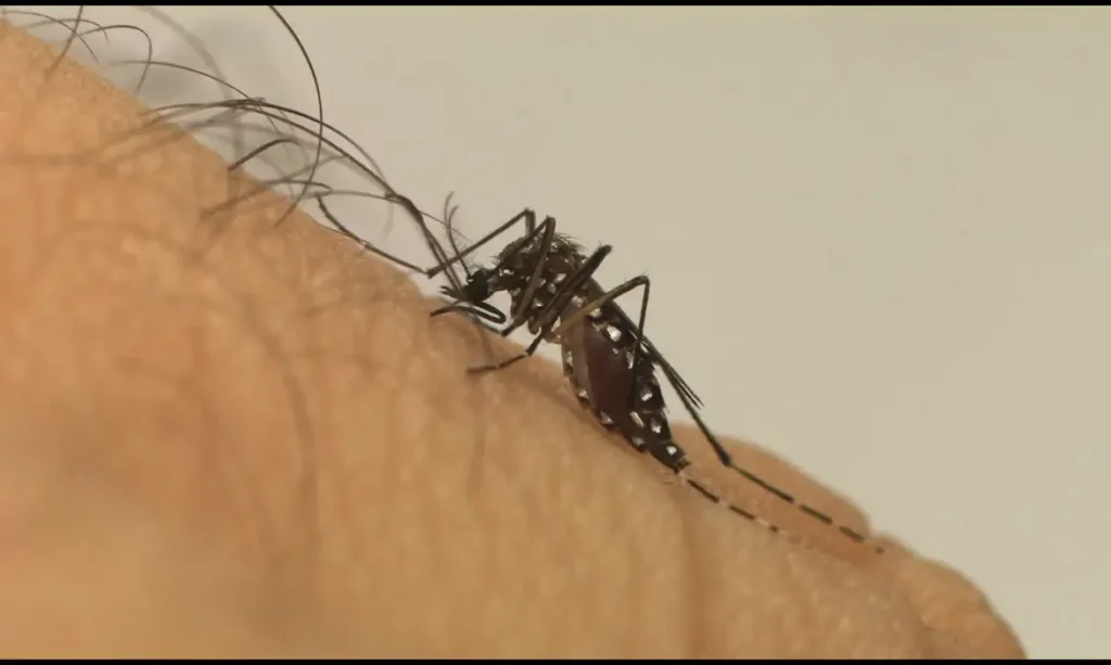 aedes aegypti 1024x613