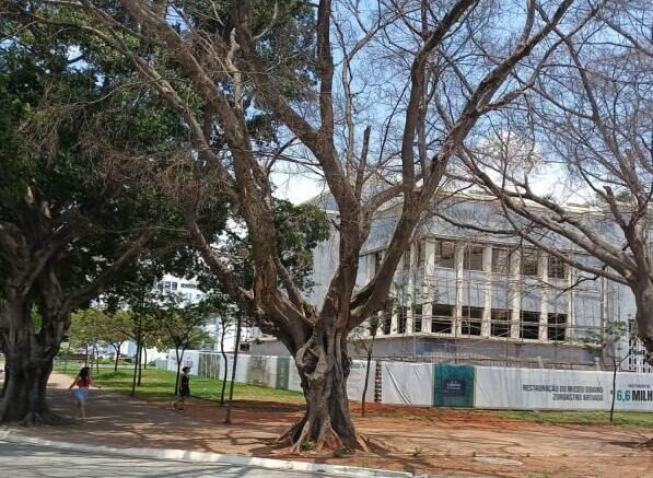 arvore praça civica
