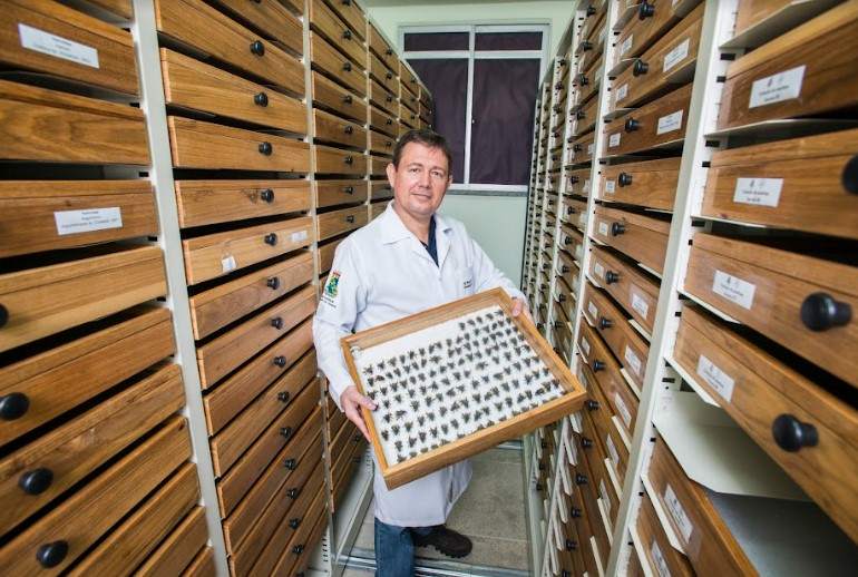 breno freitas colecao abelhas caufc site