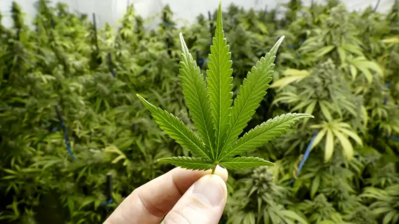cannabis