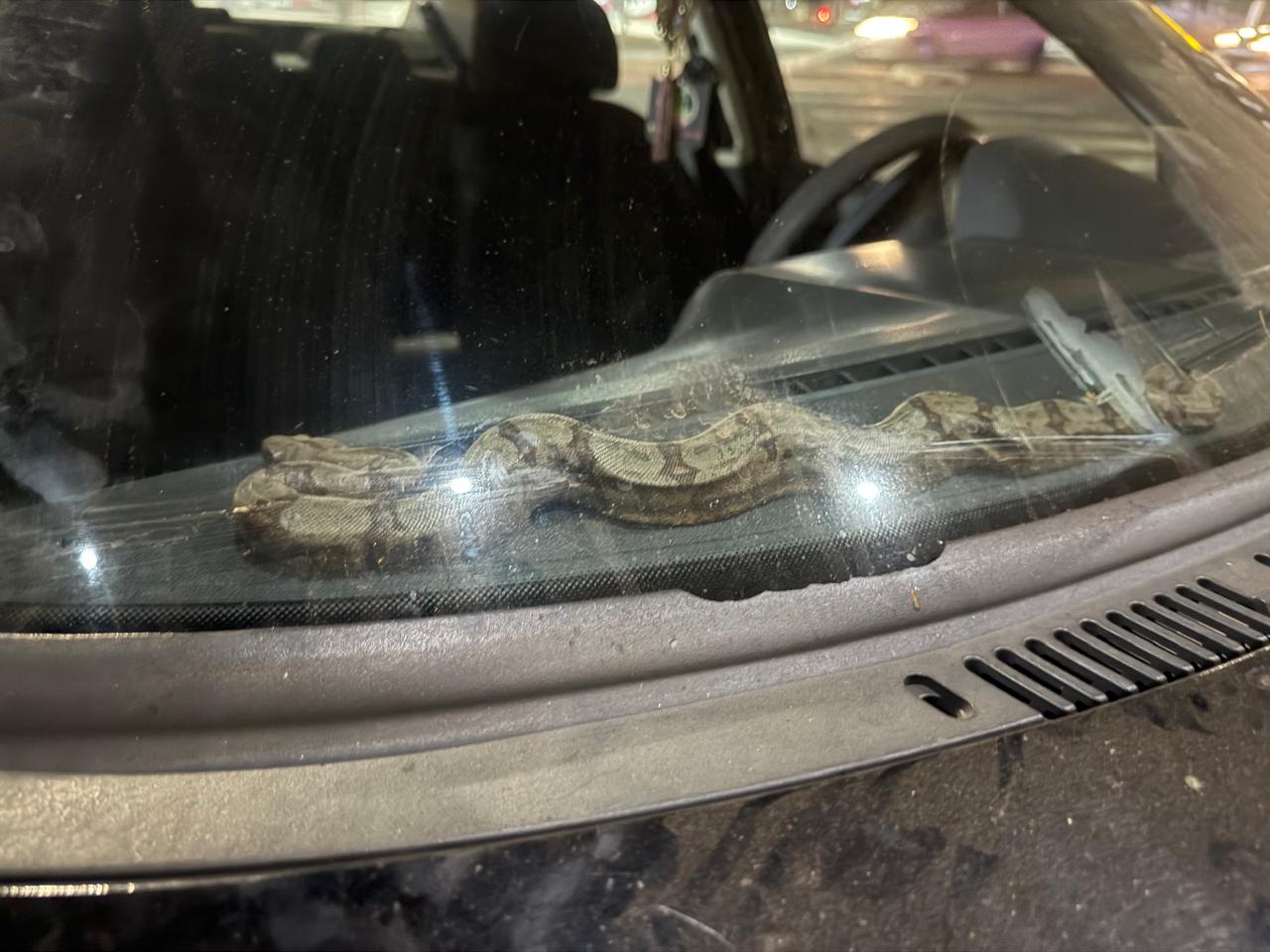cobra dentro de veículo em senador canedo
