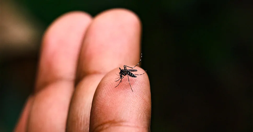 dengue