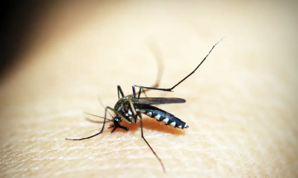 dengue