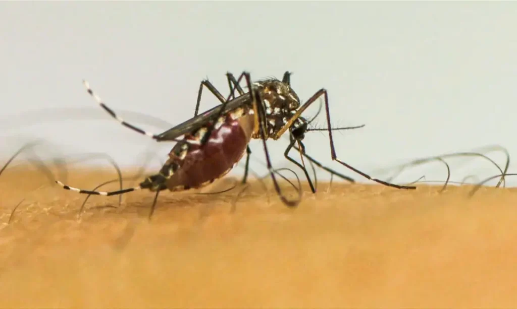 dengue mosquito