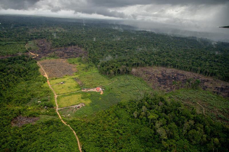 deforestation in the amazon in the state of roraima, brazil desmatamento em roraima