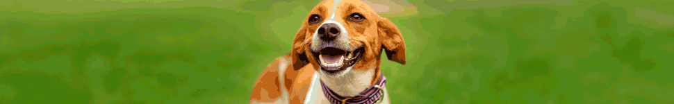 gif 970x150 00000 (2)