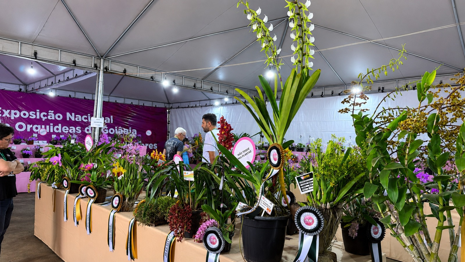 orquideas de gyn