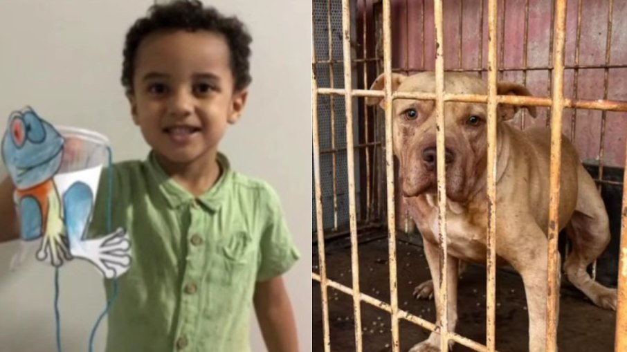 pitbul ataca criança