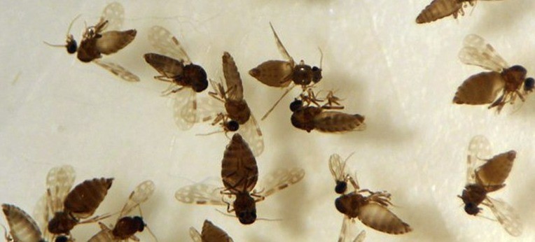 ses febre oropouche foto colecao de ceratopogonidae do ioc fiocruz